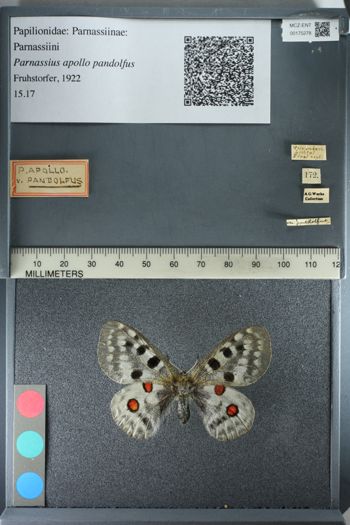 Media type: image;   Entomology 175278